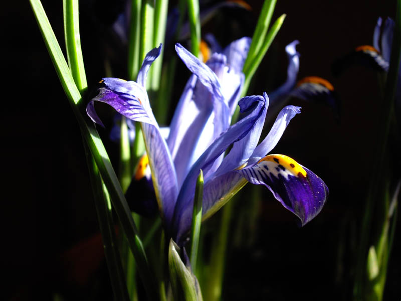 Iris reticulata 'Gordon' en fleurs sur les pentes sèches d'altitude du Caucase